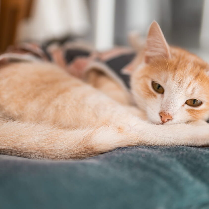 cat surgery recovery