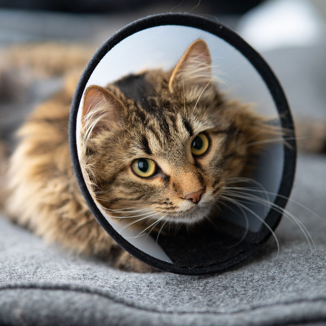 brown striped tabby cat wearing cone lying on couch indoors