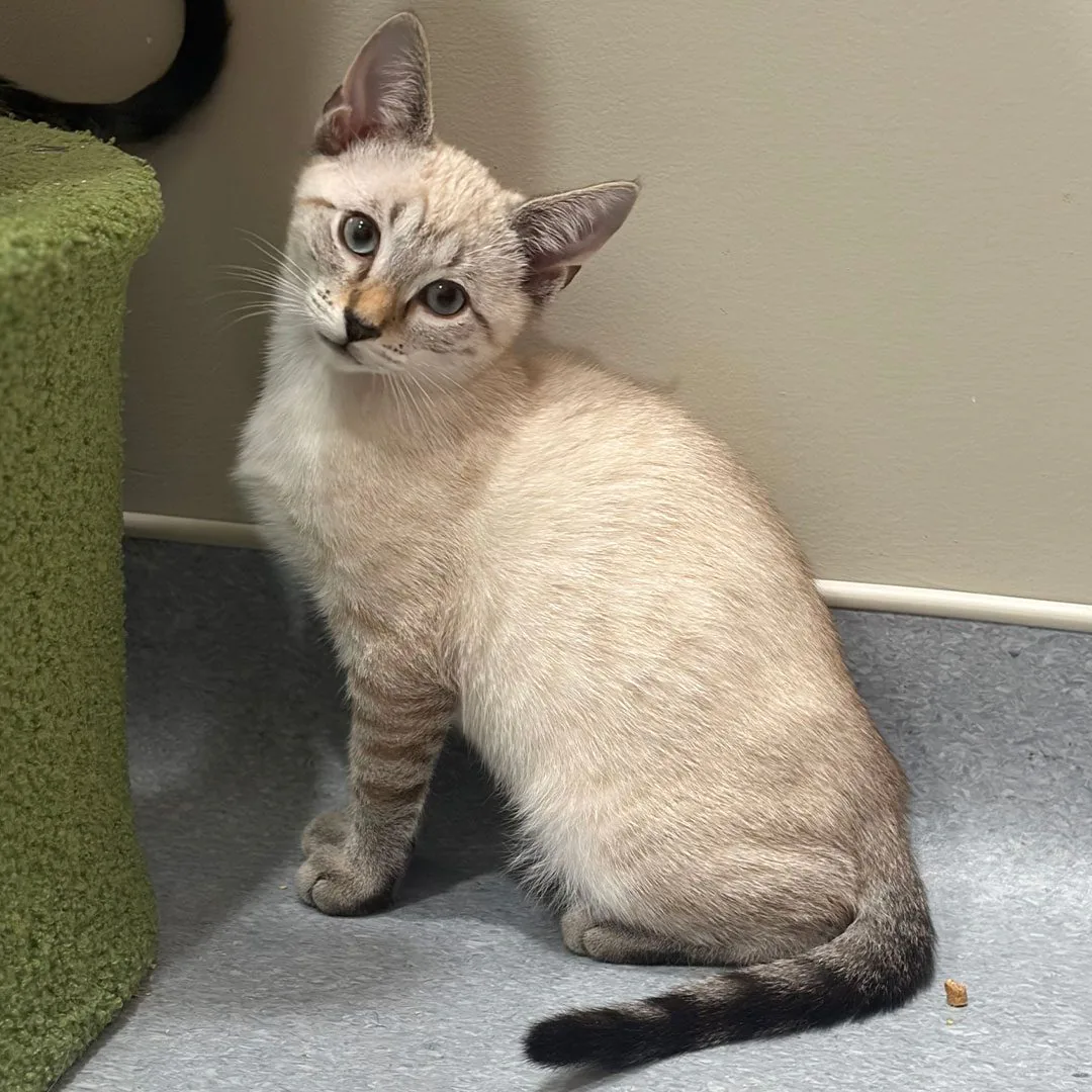 adoptable kitten named Big Papi
