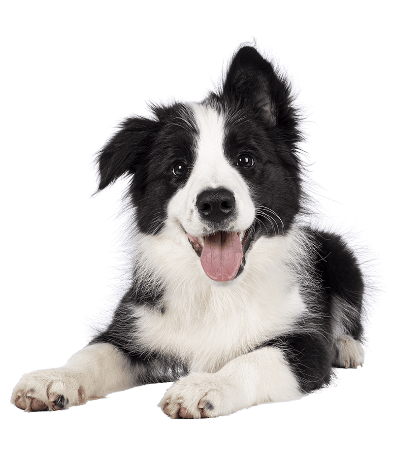 cute fluffy black and white puppy lying down