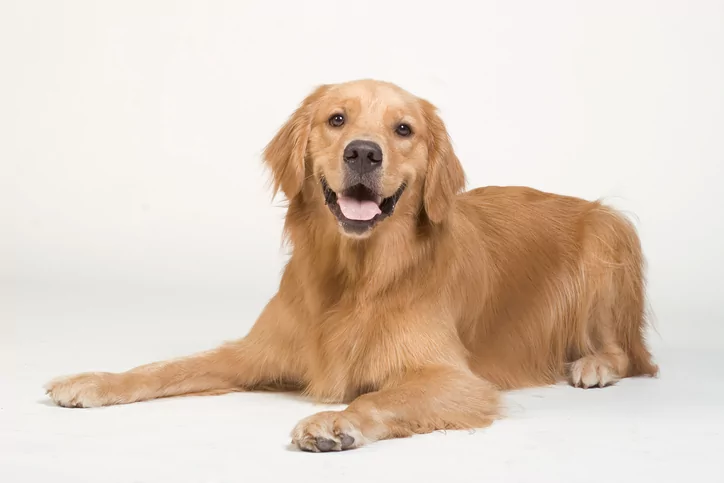 do golden retrievers make good house dogs