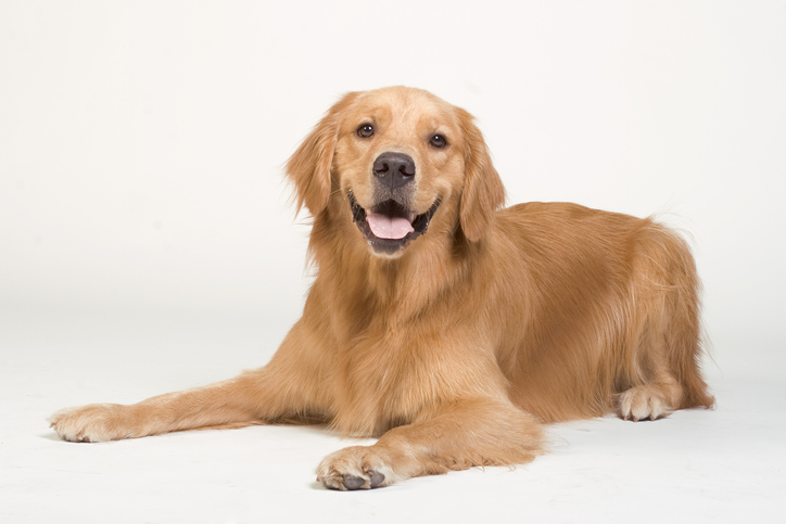 can a golden retriever be kept in an apartment?