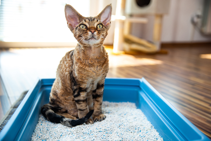 Moving house on sale cat litter tray