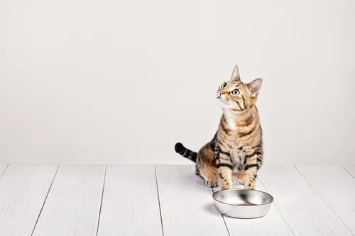 hungry-cat-sitting-by-food-bowl