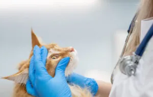 vet-examining-orange-cat's-eye-at-clinic
