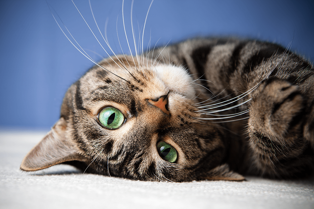 cat green eyes roll