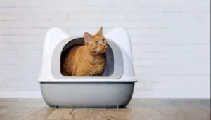 red tabby cat sitting in cat-head-shaped litter box looking out