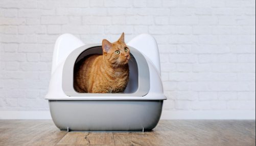 red tabby cat sitting in cat-head-shaped litter box looking out