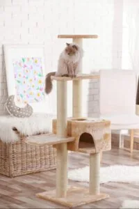 beautiful longhaired cat sitting in cat tower in living room