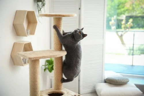 blue shorthaired cat climbing the vertical tower of a cat tree