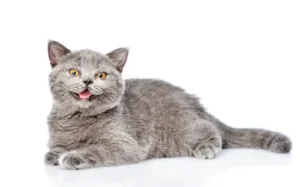 gray-cat-meowing