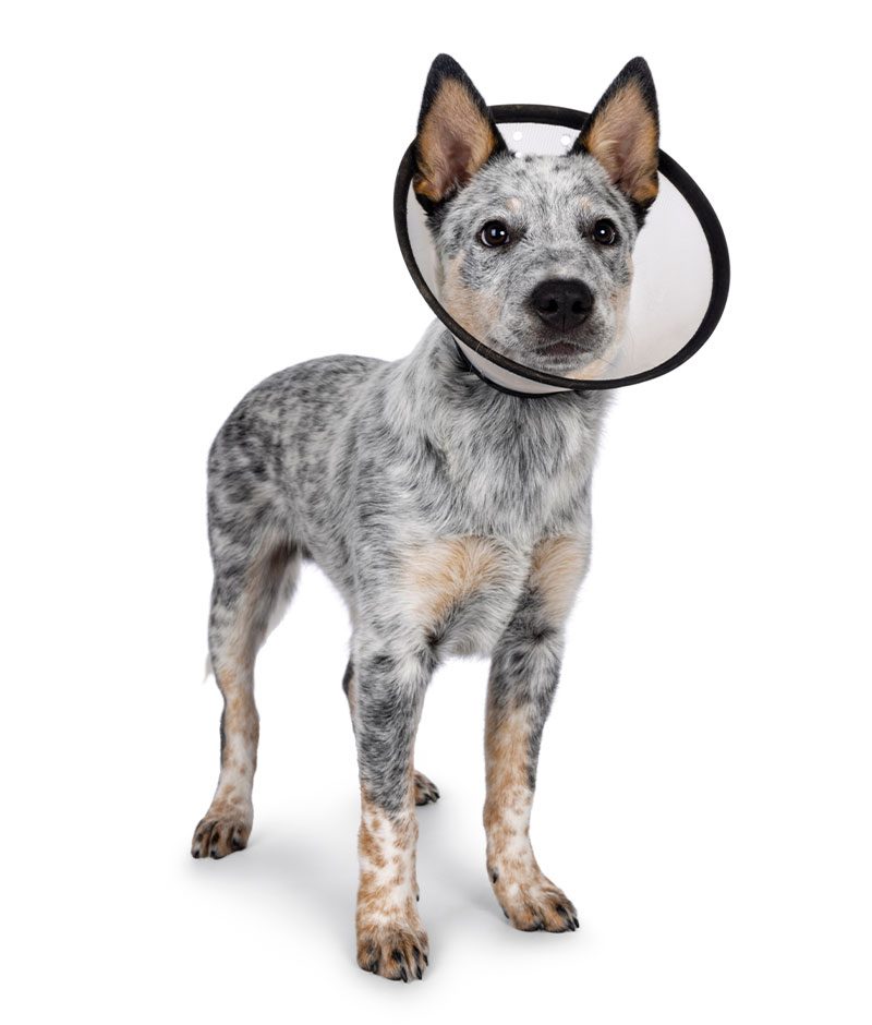 cute cattle dog puppy standing on white background wearing cone
