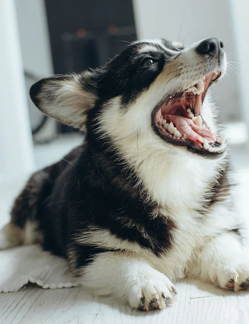 happy corgi playing with owner indoors
