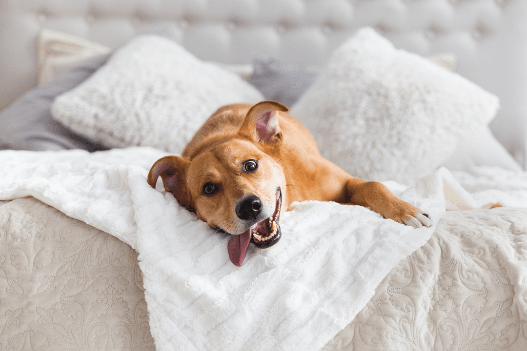 crazy dog on bed