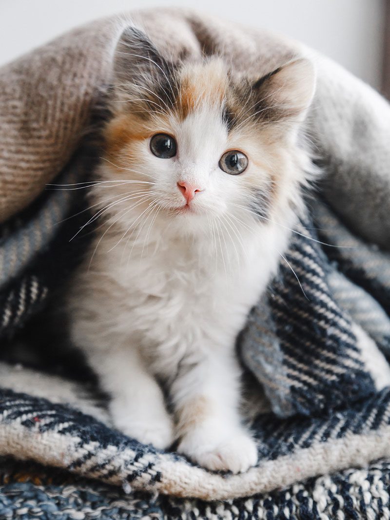 cute fluffy kitten under blankets indoors