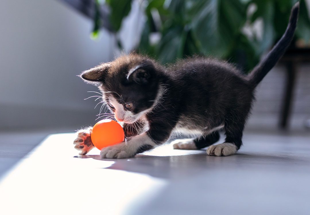 cute black and white kitten playing with bright orange ball indoors