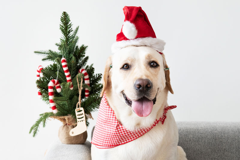 cute labrador retriever wearing christmas hat