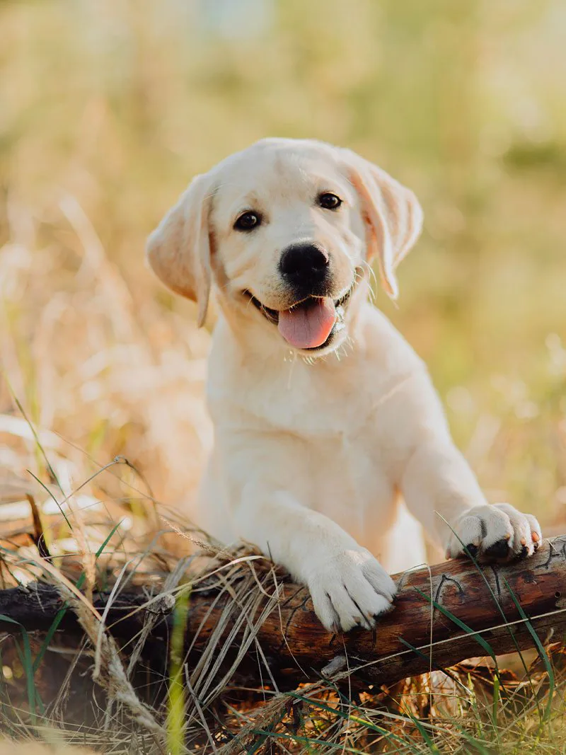 cute yellow labrador retriever puppy outside