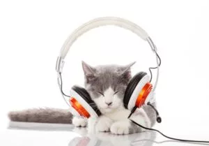 do cats like music lewisville nc