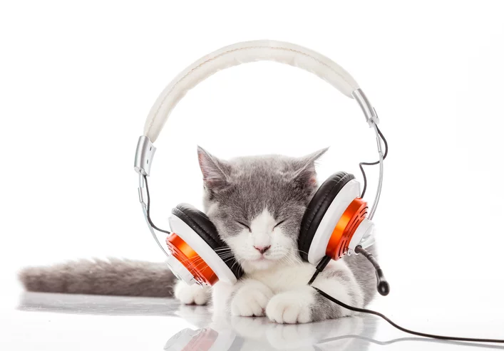 Do Cats Like Music? | Shallowford Animal Hospital