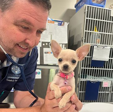 doctor holding small chihuahua