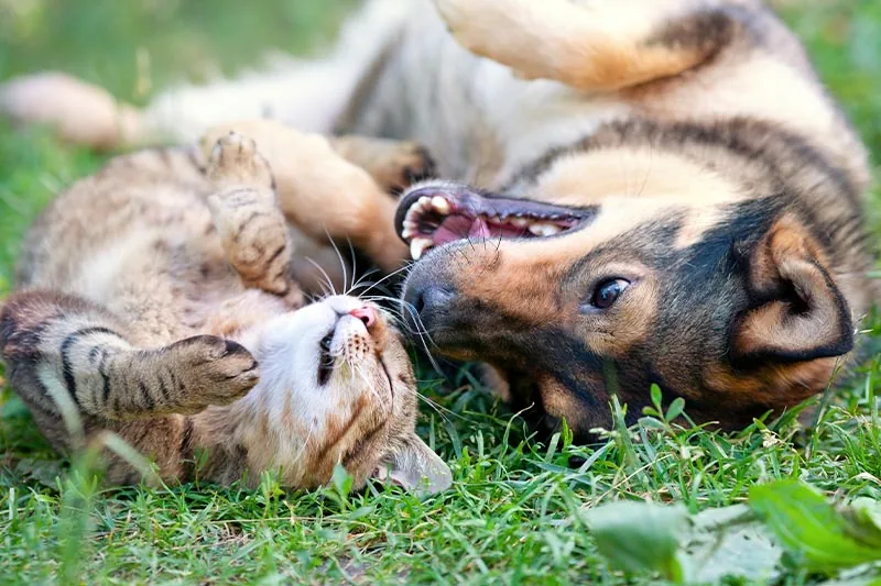 happy dog and cat playing together outside in grass