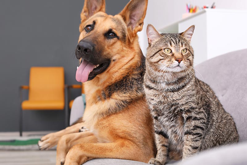 german shepherd and brown striped tabby cat sitting together on sofa indoors