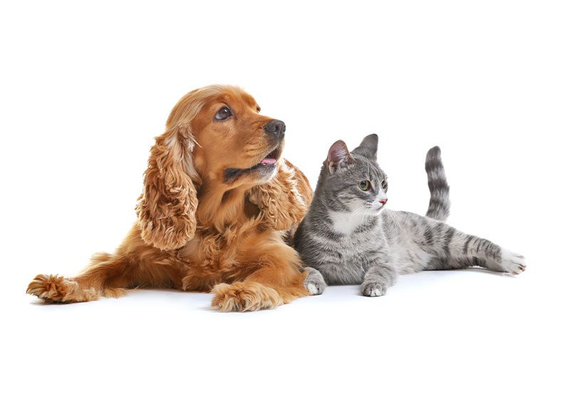fluffy red dog and striped grey tabby cat lying together on white background