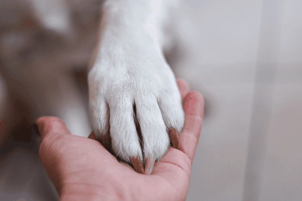 dog and paw