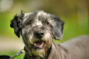 terrier-dog-out-for-a-walk