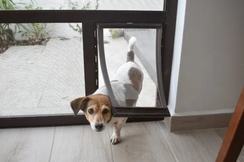 white and brown terrier dog coming in through doggy door