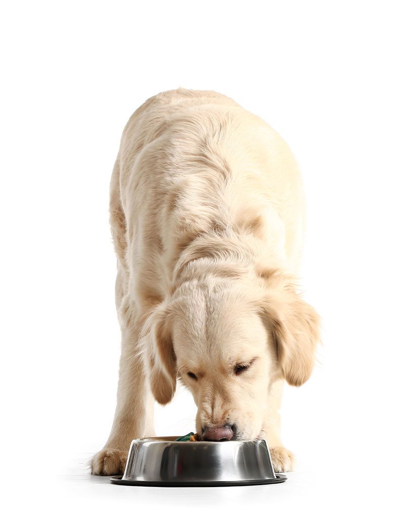 cute golden retriever puppy eating from food bowl on white background