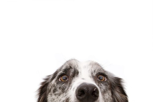 Close-up-of-blue-merle-border-collie-dog-eyes-isolated-on-a-white-background