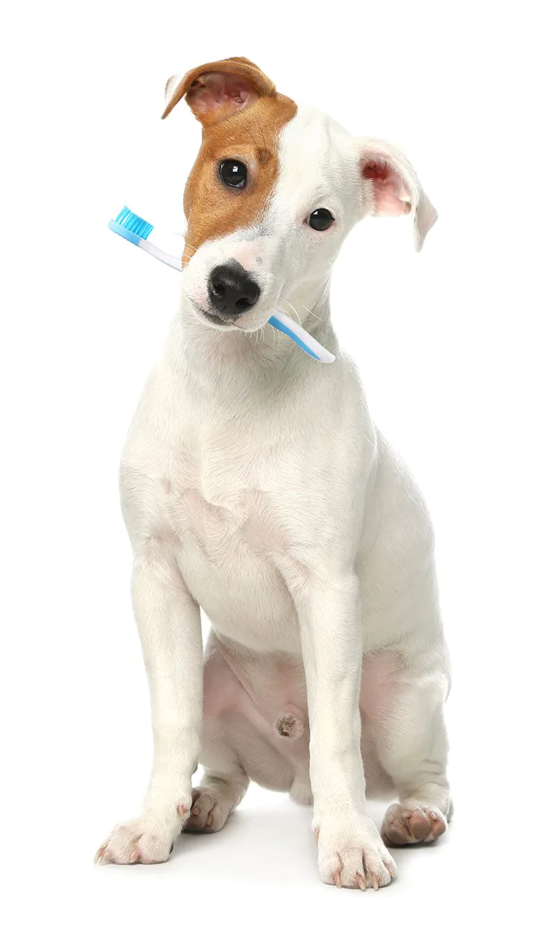 jack russell terrier dog sitting on white background holding blue and white toothbrush in mouth