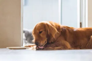 golden-retriever-dog-laying-on-the-floor-licking-its-paw