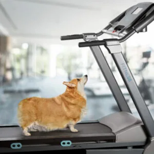 overweight corgi dog on treadmill trying to lose weight