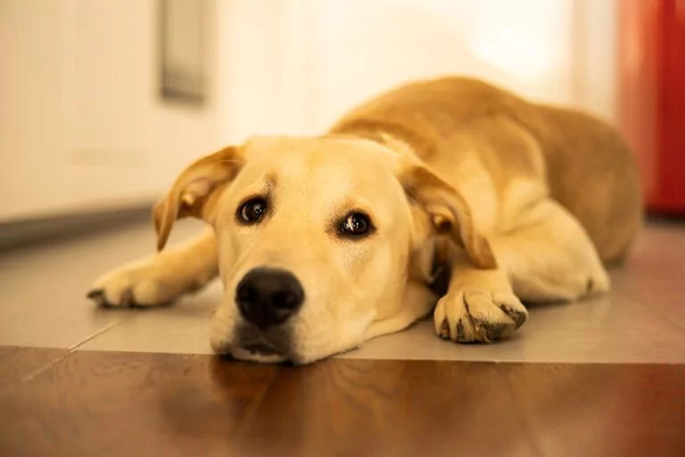 Why is My Dog Vomiting? 10 Causes and What To Do Shallowford Animal