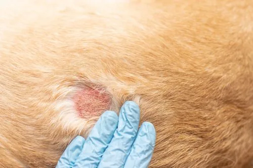 hot-spot-on-dog's-skin-from-allergies