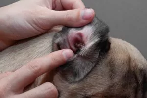 Ear mites