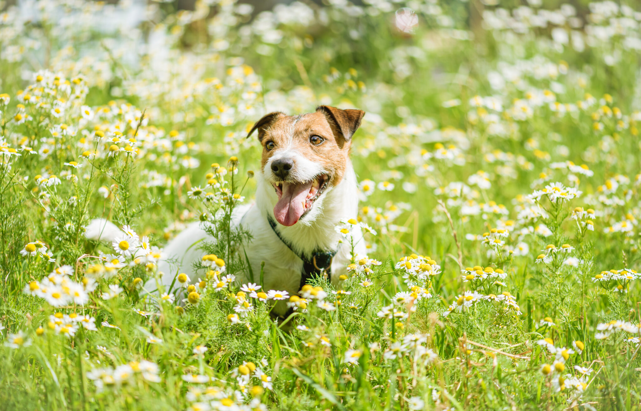 most-common-environmental-allergies-in-dogs-shallowford-animal-hospital