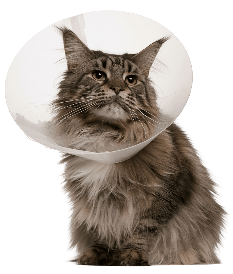 brown fluffy striped tabby cat wearing cone around neck