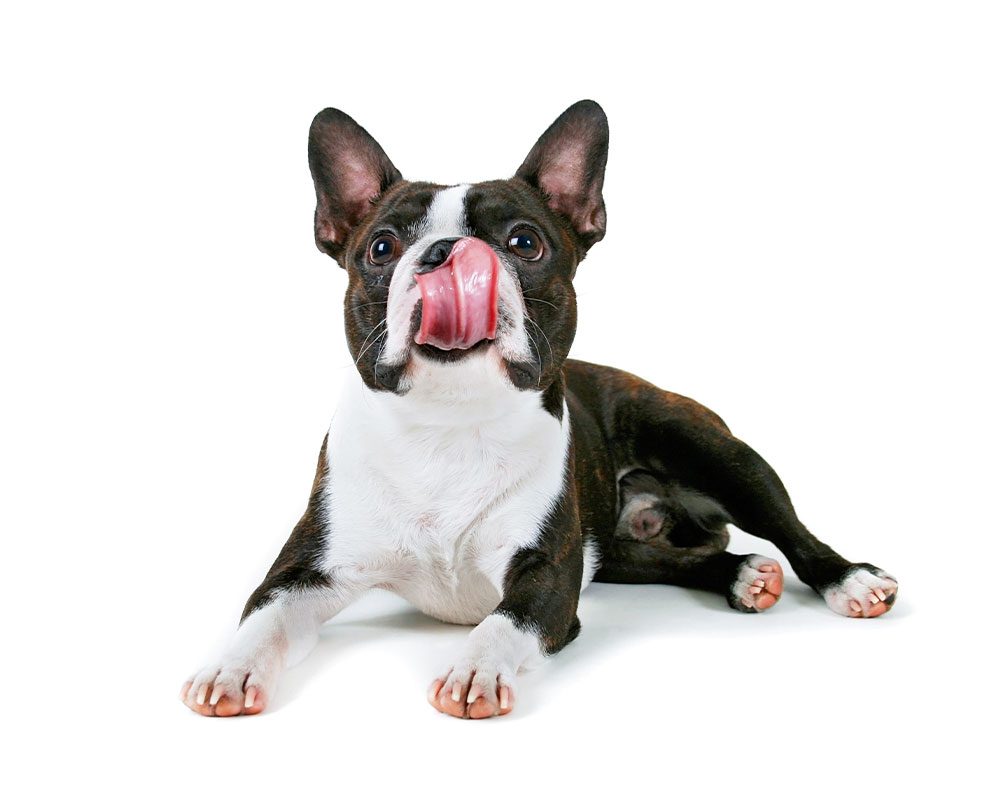 black and white french bulldog lying on floor licking lips