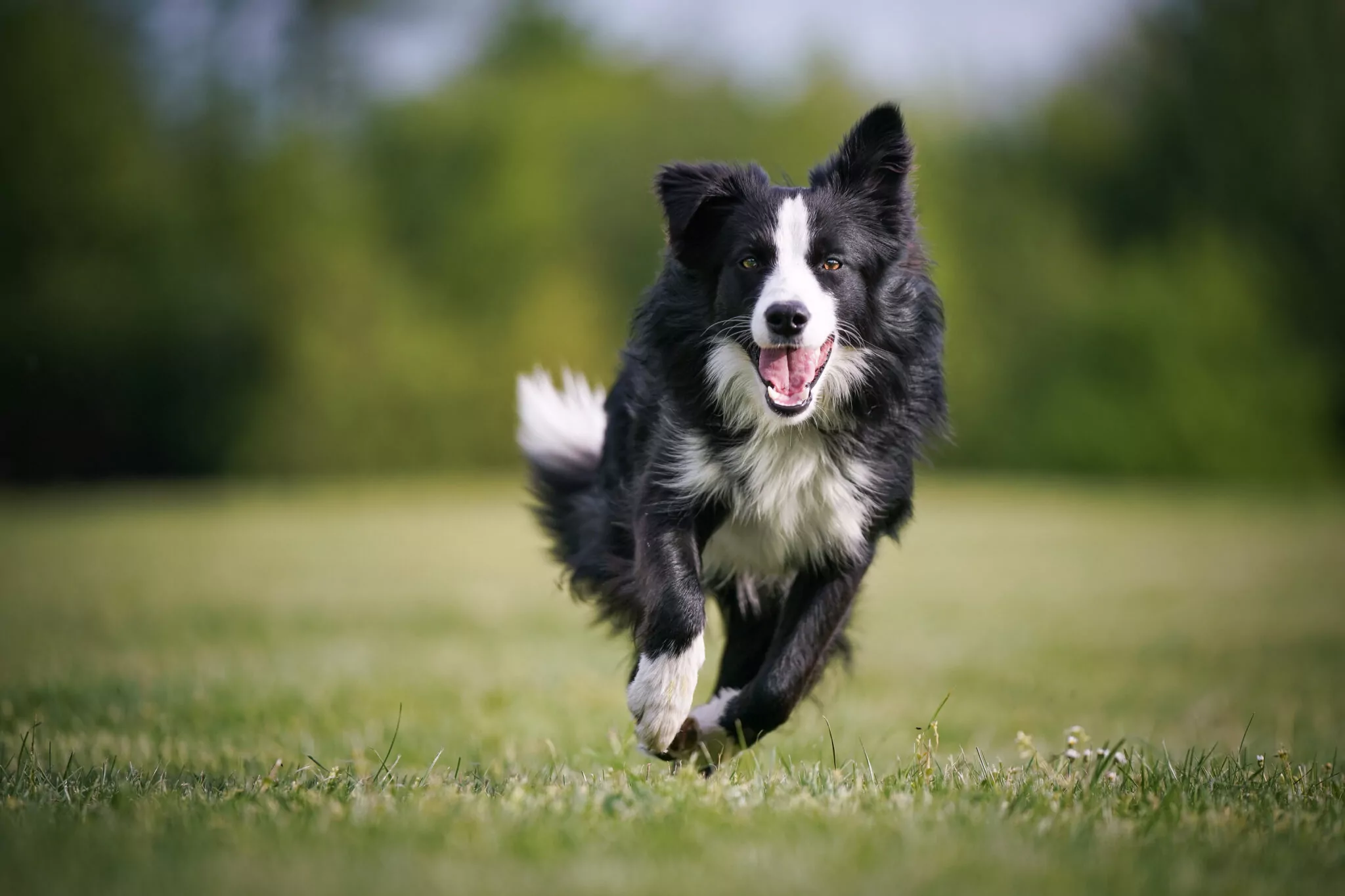 are collies high energy