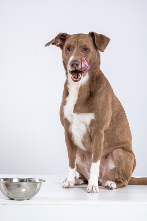 Picture of Bloat in Dogs: Symptoms and Treatment | Shallowford Animal Hospital