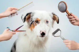 australian-shepherd-dog-being-groomed-by-female-groomer-in-salon