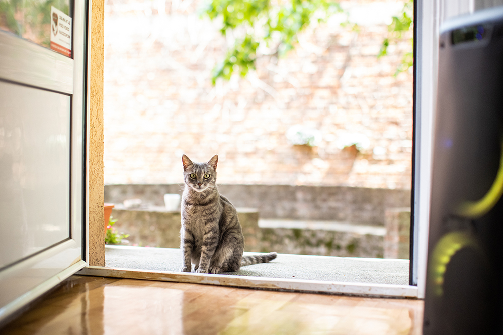 indoor outdoor cats lewisville