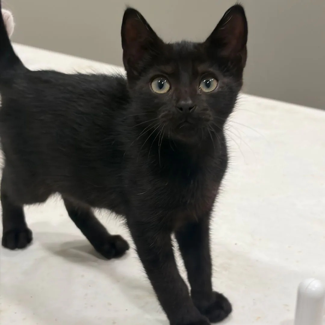 adoptable kitten named Lio