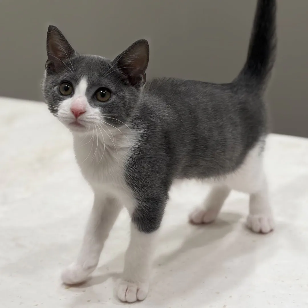 adoptable kitten named Louise