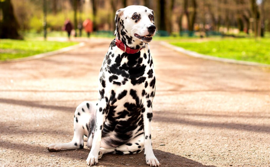 Dalmatian dog breed sitting