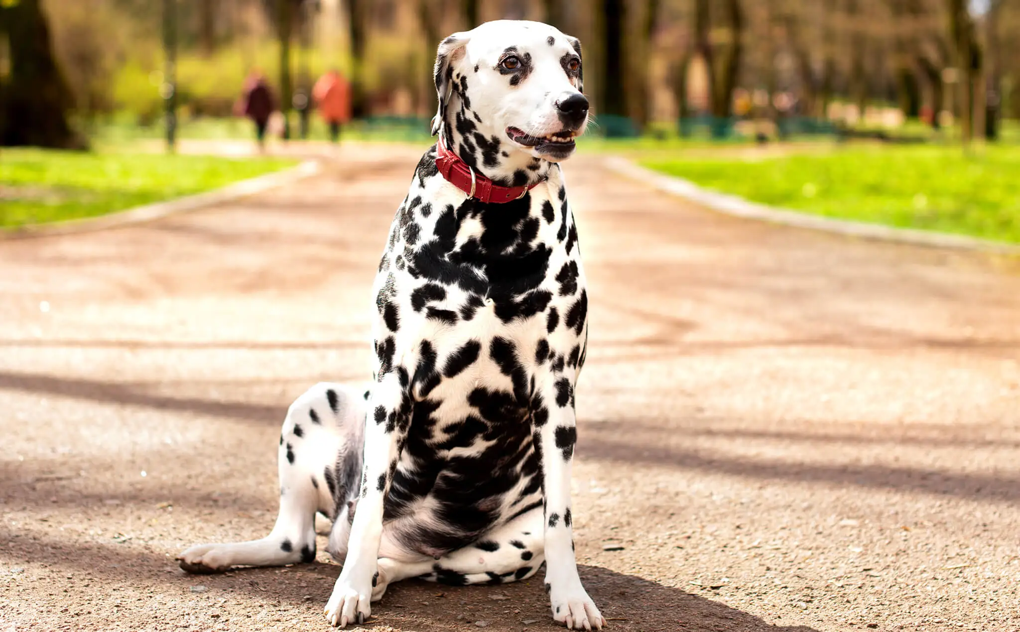 Dalmatian dog breed
 sitting